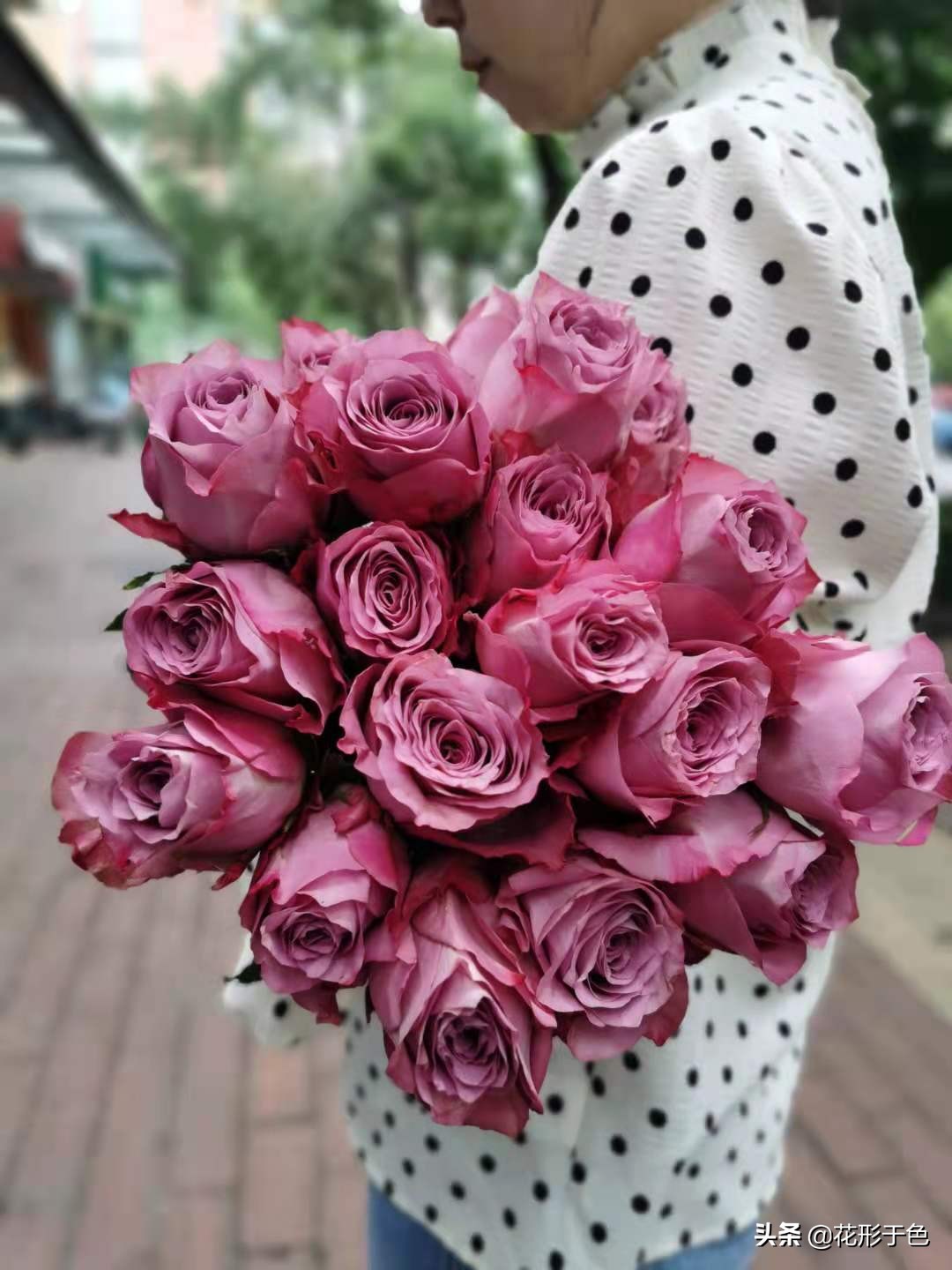 玫瑰花品鉴介绍,带你认识玫瑰品种