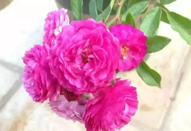 100种玫瑰品种图鉴大全,100种玫瑰品种图解