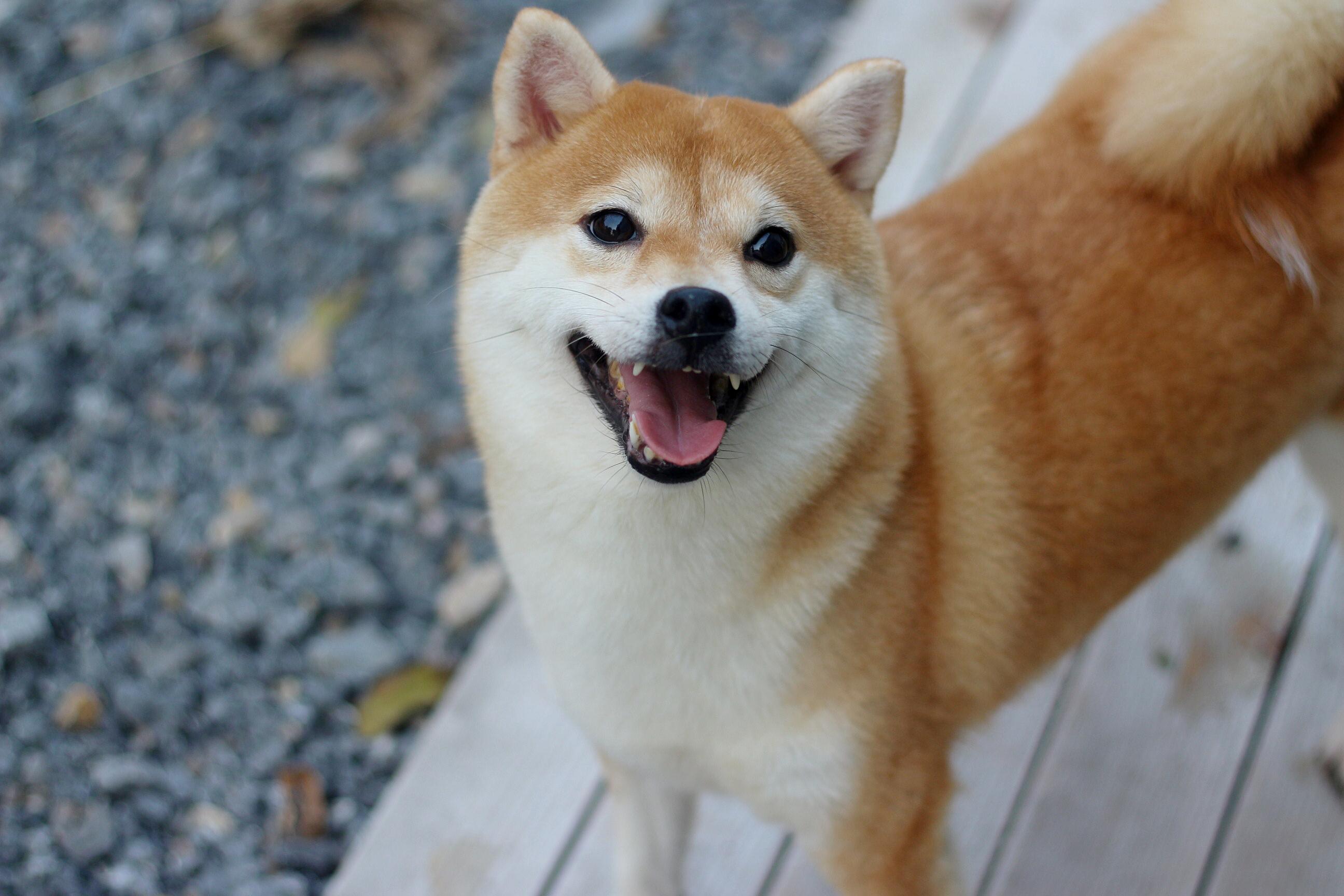 买柴犬是如何看出纯正血统,柴犬是长毛还是短毛犬