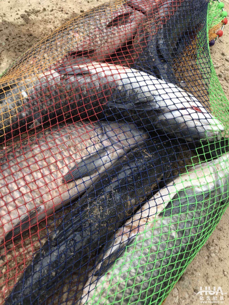 化氏龙三有几个版本,化氏龙三硬度