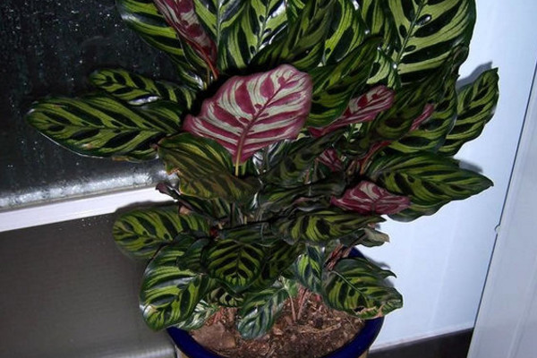 南方孔雀竹芋冬天怎么养,孔雀竹芋可以过冬吗怎么养