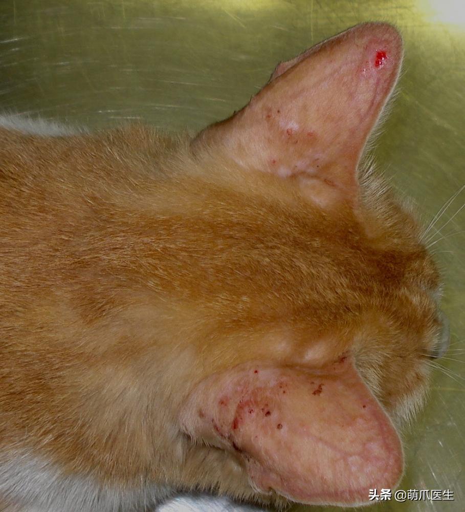 15度的天给猫咪剃了毛,给猫把毛剃短一点