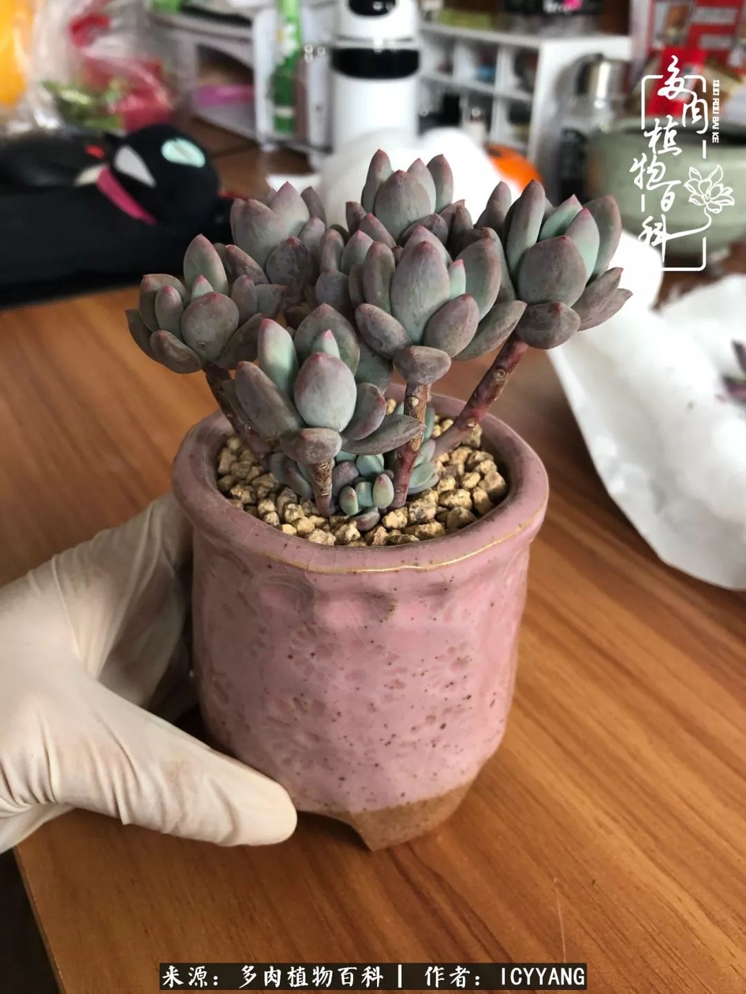 多肉隔着玻璃晒太阳效果好吗,隔着玻璃养的多肉照样长得好