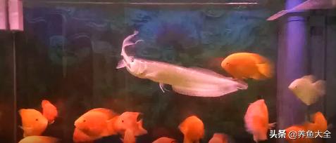 银龙鱼吃了干虾就吐出来,银龙鱼吃鱼好消化吗