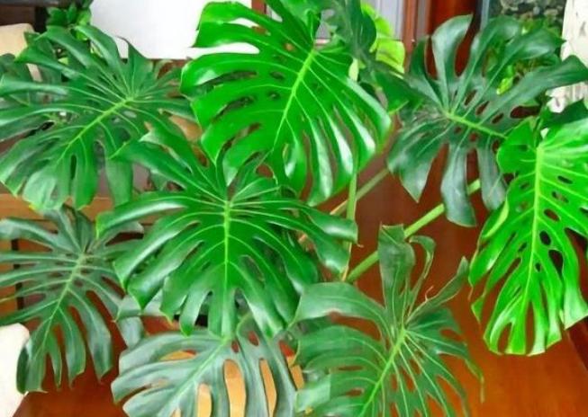 盆栽室内吸二手烟最强的绿植,什么绿植可以吸屋内甲醛二氧化碳