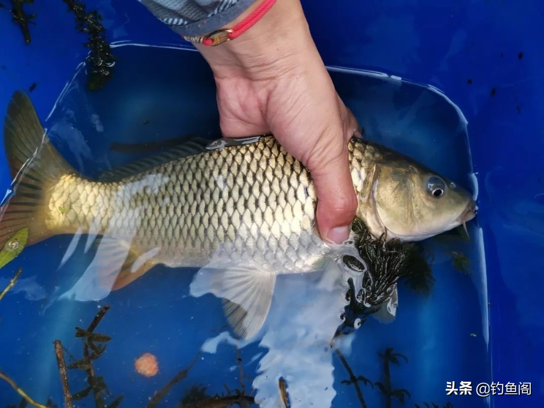 为什么火腿肠钓鱼好,火腿肠真的可以钓鱼吗