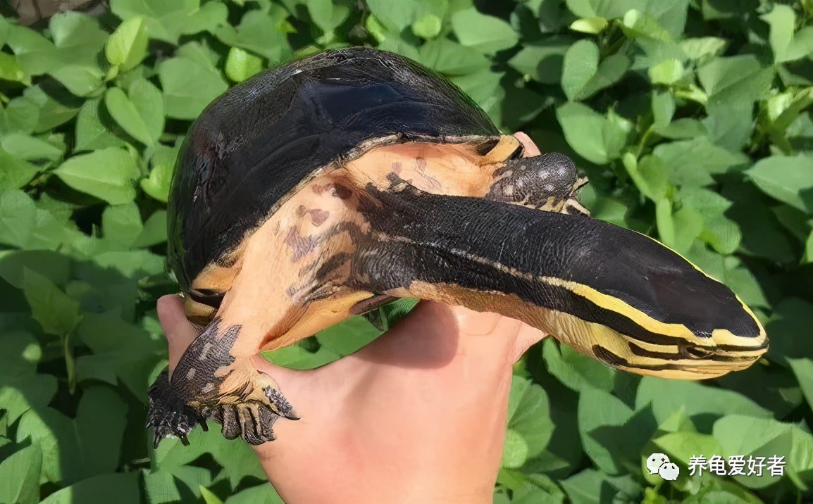 新手养龟的十大问题,新手养龟的五大误区