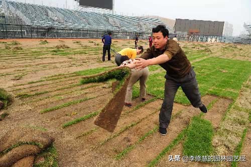 混播草坪的养护方法,草坪养护管理方案
