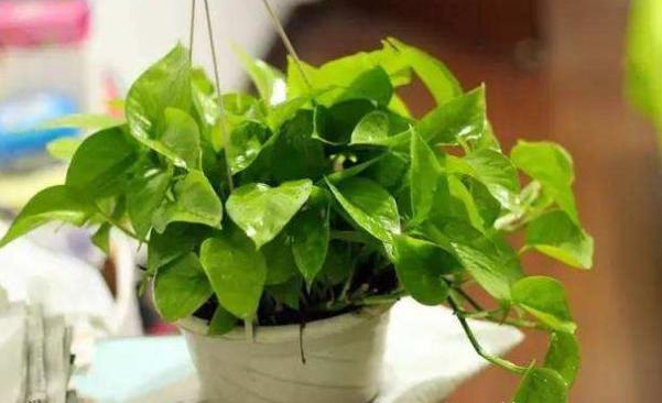家里绿萝叶子发黄怎么办,绿萝开始有黄叶了怎么处理