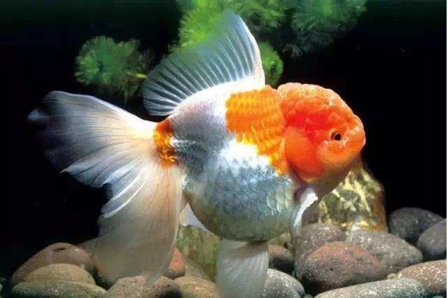 硝化细菌是自然存在吗,硝化细菌崩溃的特殊原因