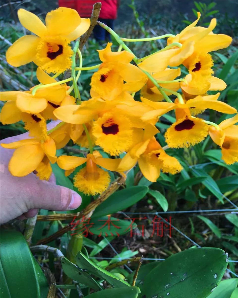 野生石斛兰,野生石斛是国家保护植物吗