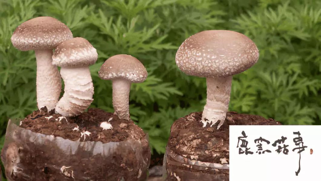 创意农业各个地方的特产,特色农产品展示及农耕文化