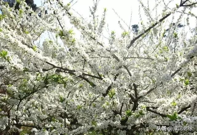 南阳赏花最佳地点,南阳春天赏花的地方有哪些推荐