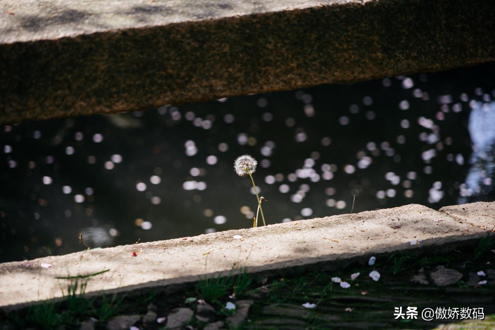 拙政园最让人欣赏的地方,拙政园十大特色