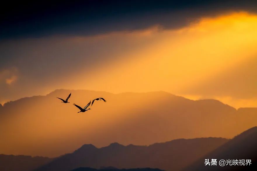 世界鸟类顶级摄影大全,2022年最佳鸟类摄影师奖35张照片