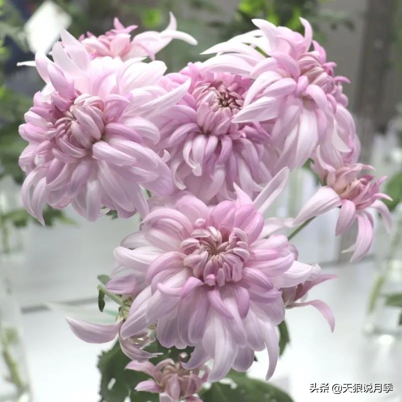 足不出户,带你了解2020日本园艺圈「新品种大赏」