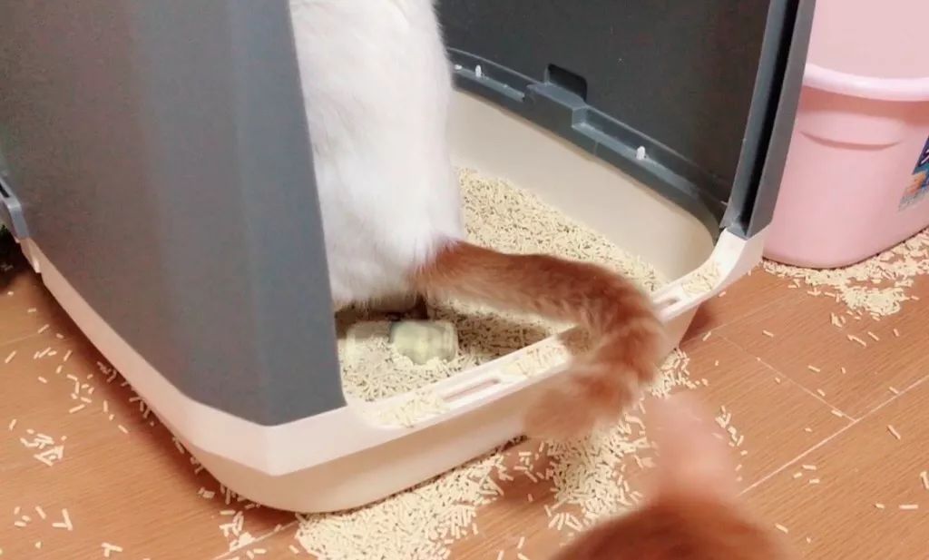 猫咪缺水极易导致尿道问题!一篇文章告诉你泌尿系统疾病到底是啥