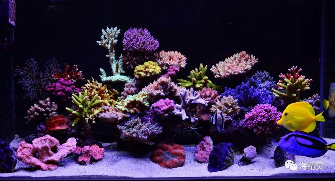 为什么容易爆藻,为什么有的人对鱼那么痴迷