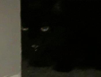 为什么猫咪那么傲娇还有人喜欢,猫咪这么可爱怎么有人舍得伤害