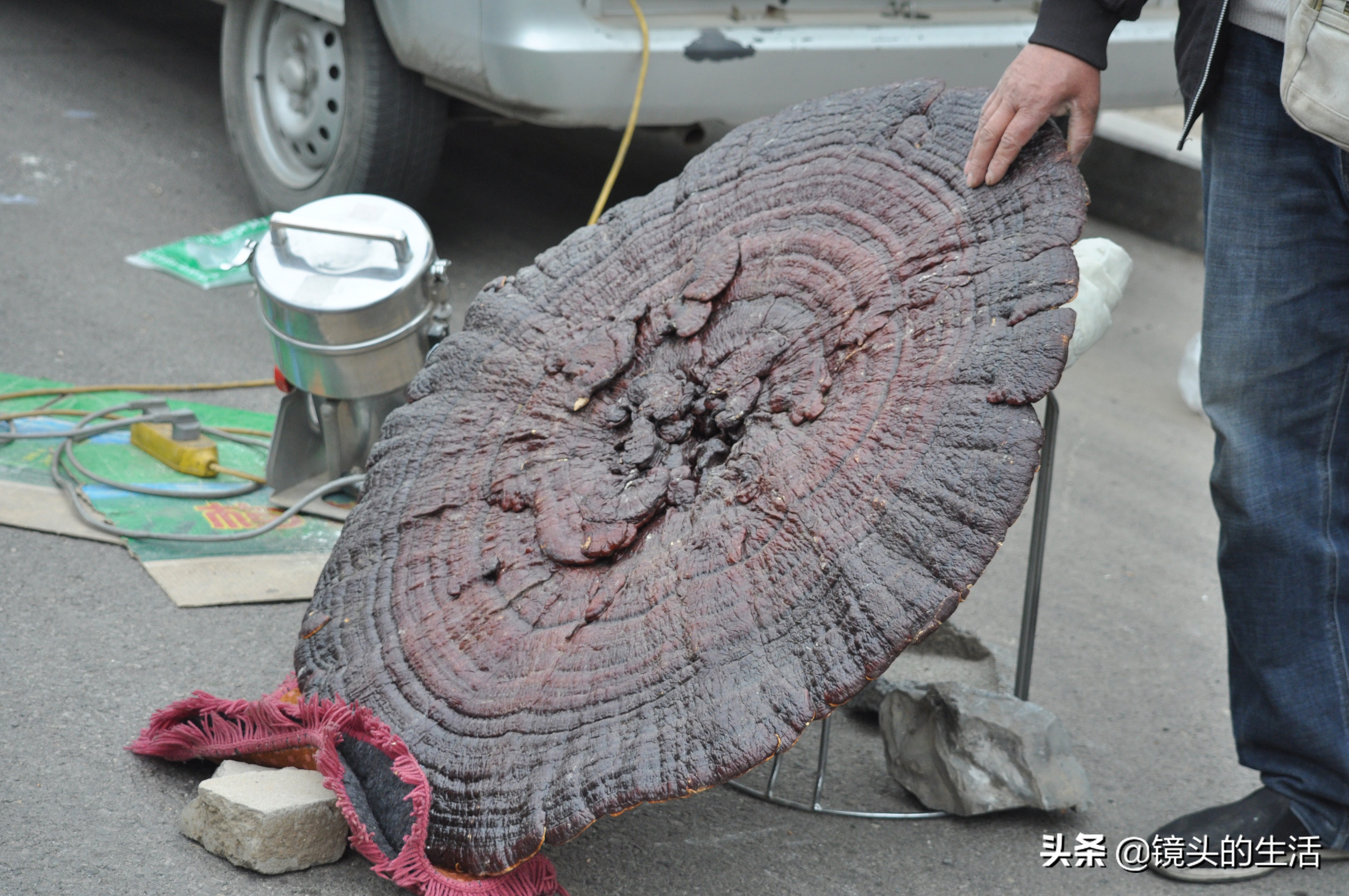 鍐滄潙灏忎紮鎵惧埌鐝嶈吹鑽潗浠锋牸涓嶈彶,澶у彅鎺忓嚭6鍧楀崠鑽潗鐨勯挶