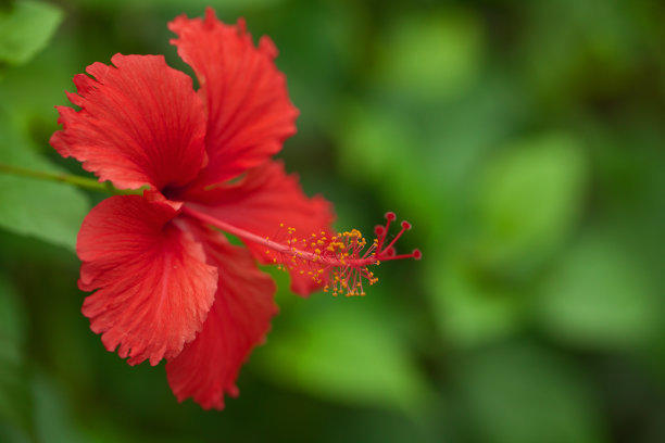 怎样养好扶桑花视频讲解,刚买的扶桑花怎么处理才能养好