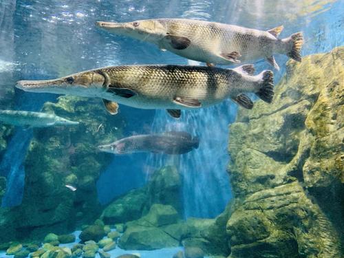 南通海安美食特产,南通特色美食学习