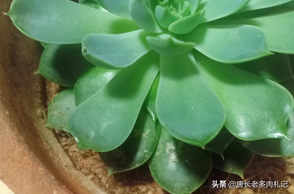多肉叶片上有疤,多肉叶片有疤是怎么回事