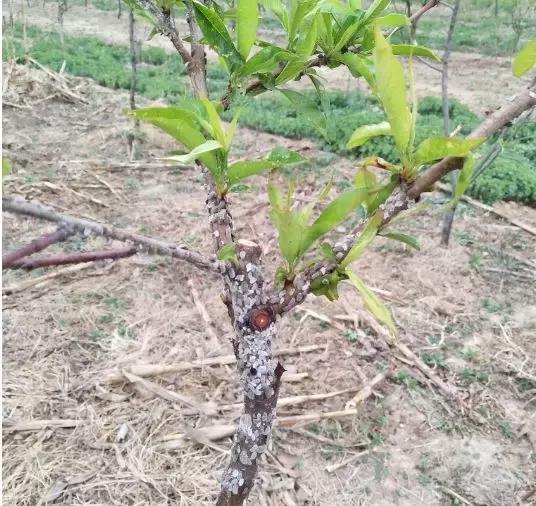 桃树上的蚧壳虫怎样彻底消灭掉,冬季桃树蚧壳虫怎样彻底消灭