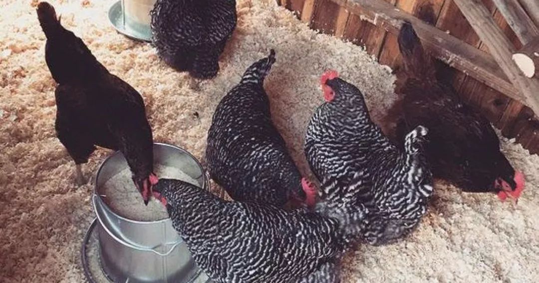 ladygaga不穿鞋子的照片,ladygaga养鸡