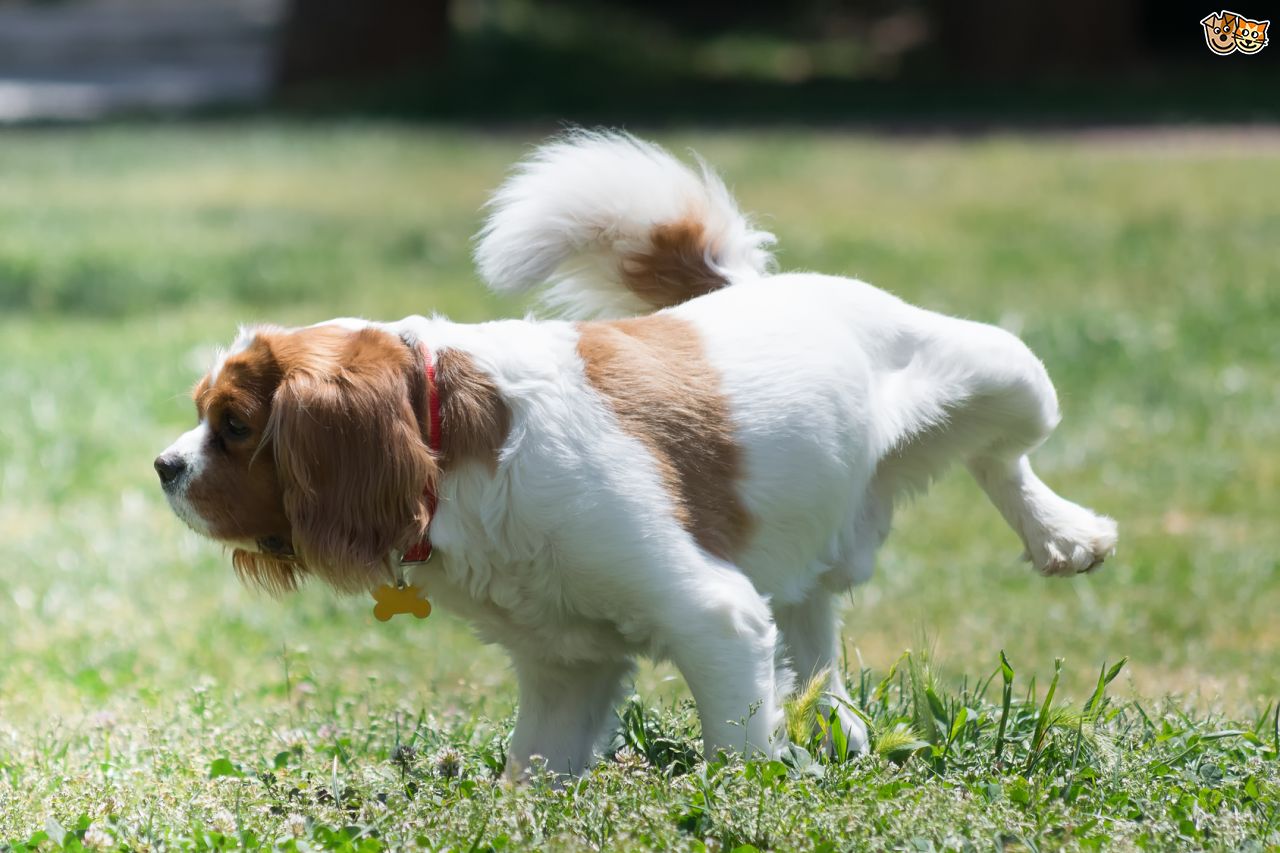 狗狗尿结石怎么排尿,狗狗膀胱结石怎么治疗比较好