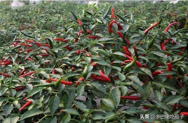 辣椒根腐烂防治方法,辣椒得了根腐病应怎么治疗