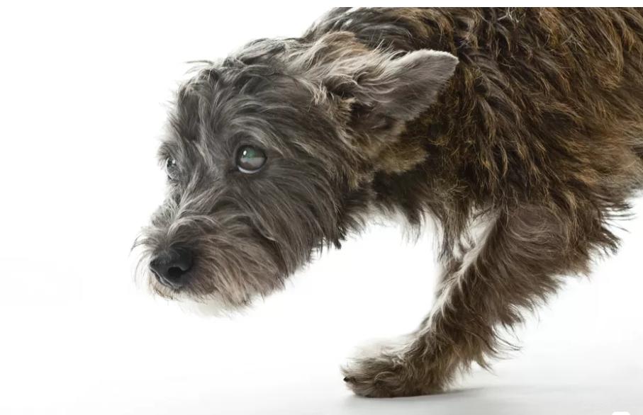 狗狗癫痫属于神经问题吗,什么状况下会导致狗狗患上癫痫病