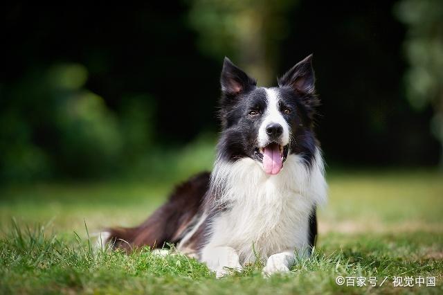 双鱼座狗狗性格特点,狗狗性格特点分析