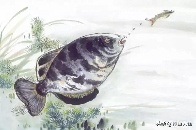 天气热观赏鱼怎么养,高温天气观赏鱼运输保活方法