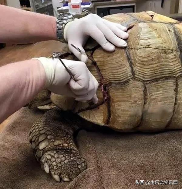 大乌龟从一米的地方摔下来有事吗,大乌龟从高处摔下壳裂出血会死吗