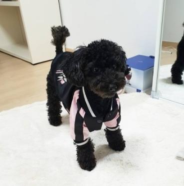 朴灿烈的多芬,多芬vivi吴世勋朴灿烈