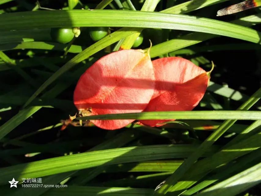 草木人间和燃冬,草木和人间