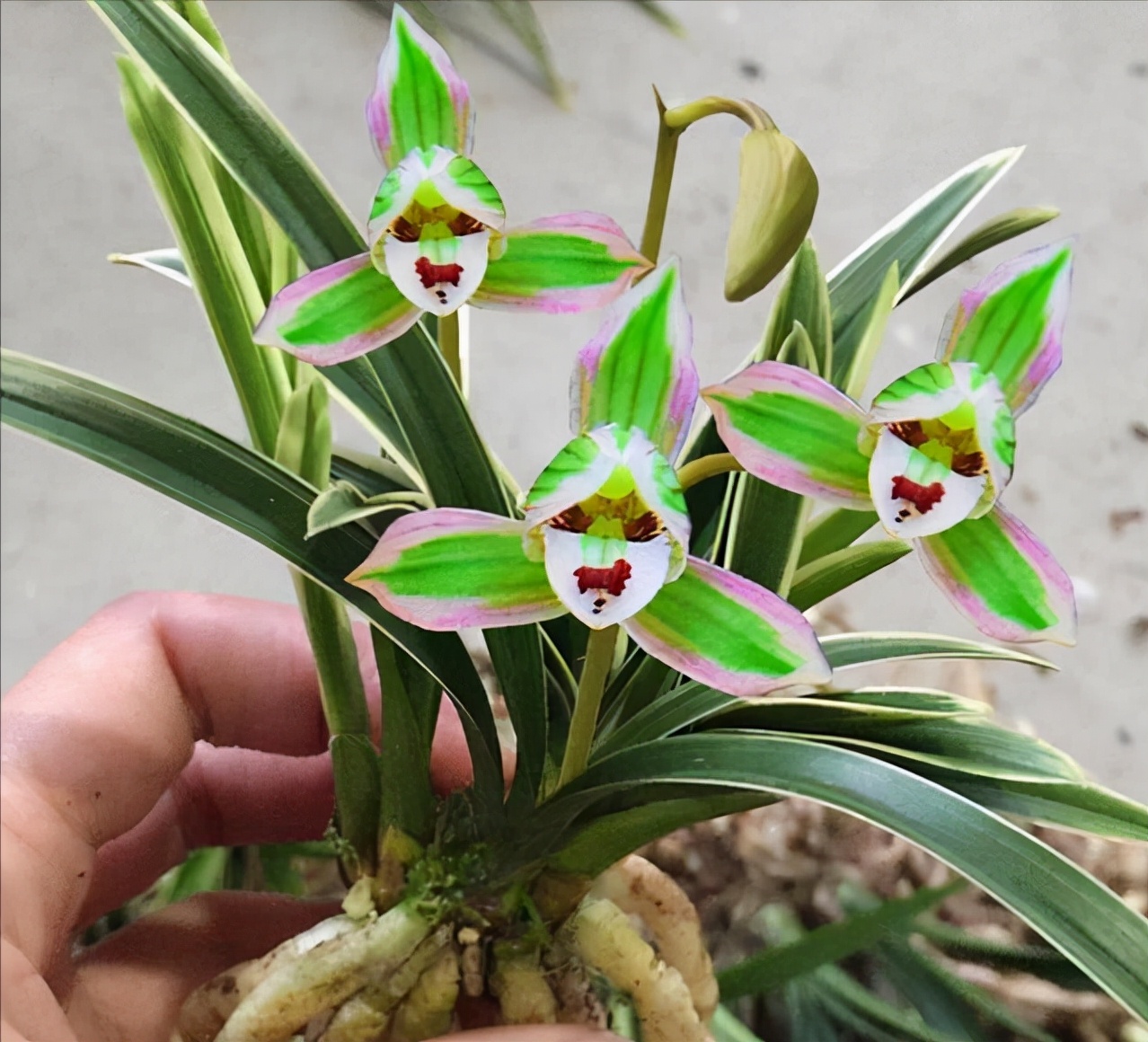 浓香型四季兰四季都能四季开花吗,四季兰里的直立叶带金边