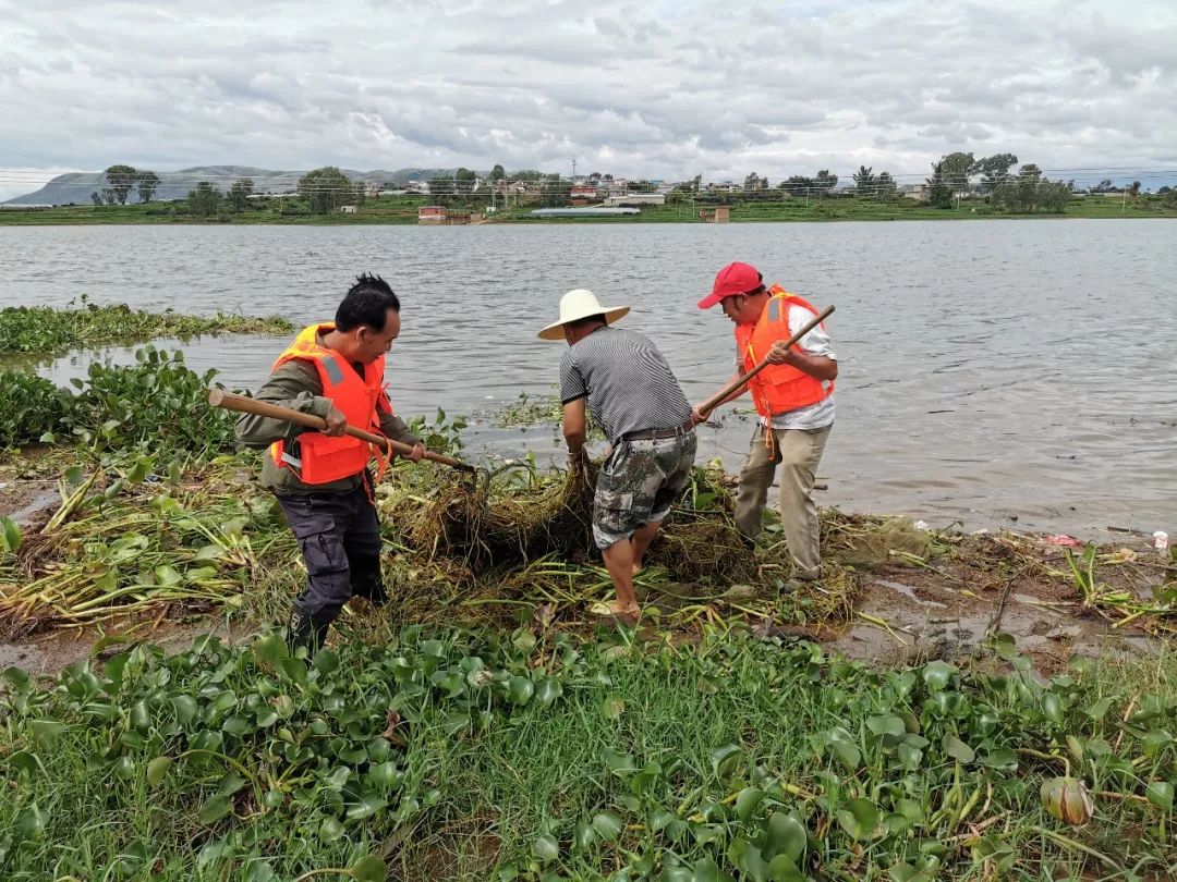 水葫芦为啥消失了,以前常见的水葫芦是否已绝迹