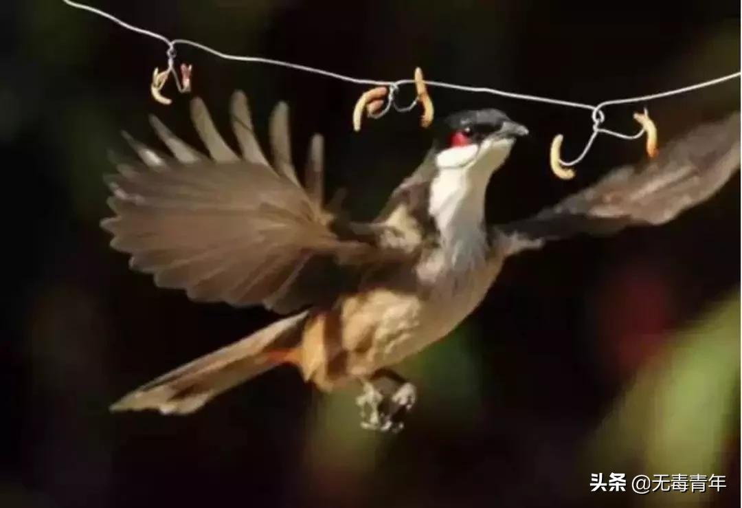 被囚34年取精，被迫亲手杀死爱子，最后只能挣扎着死去…