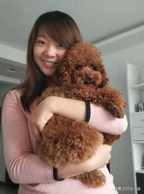 泰迪犬的秘密你知道吗,健康的泰迪犬都有哪些特别的表现