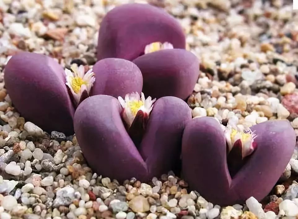 这才是世界上最贵的花卉,十大名贵花卉家养