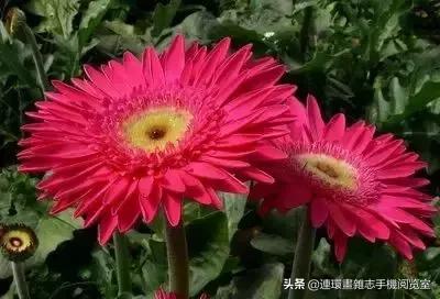 各种花的花语文案,花的花语100种