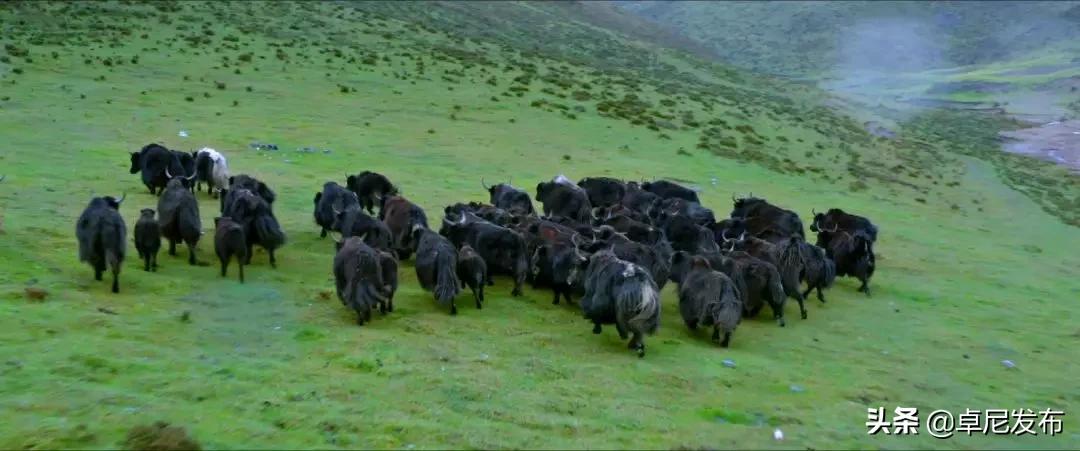 藏王故里秘境卓尼完整版,秘境卓尼青稞酒