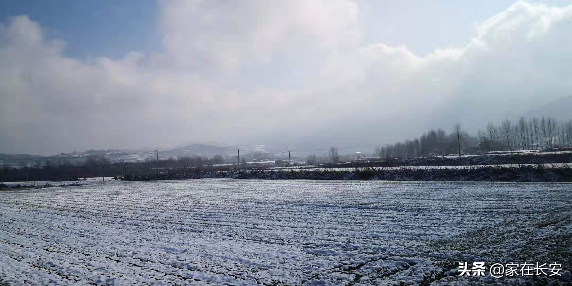 白雪柿子,秦岭草甸高山野菊花