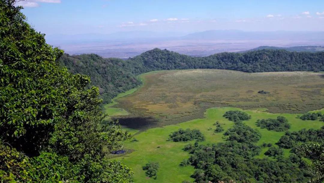 世间稀有的白色长颈鹿母子，在非洲被残忍猎杀，发现时只剩骨骼