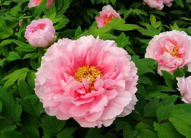 真正的中国十大名花,中国十大名花超漂亮