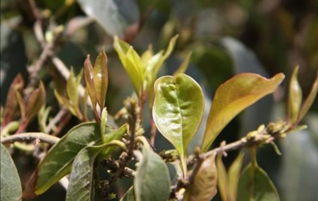 桂花剪枝最佳时间和方法,桂花需要剪枝吗几月份剪好