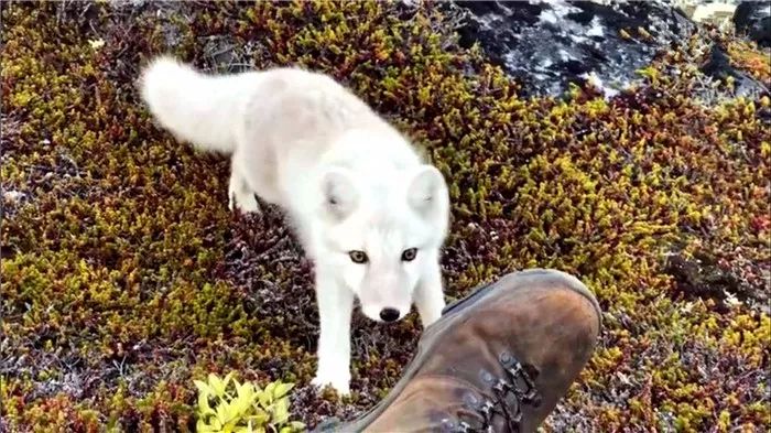 摄影师遇到白狐狸,摄影师遇见小白狐
