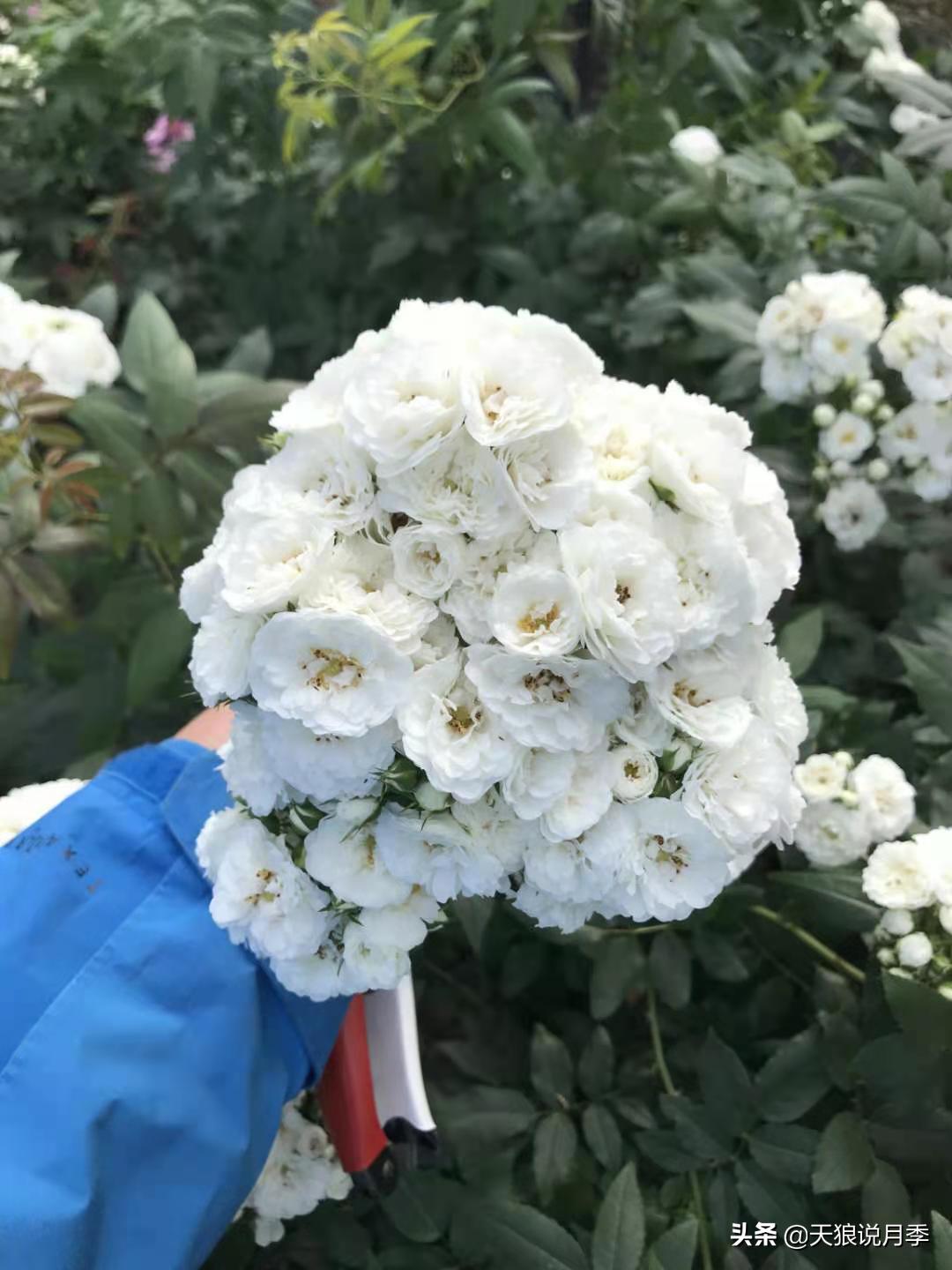 优雅女士月季花,奇葩月季品种图片